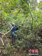 南宁国家植物园创建工作进入资源整合与协同攻坚新阶段